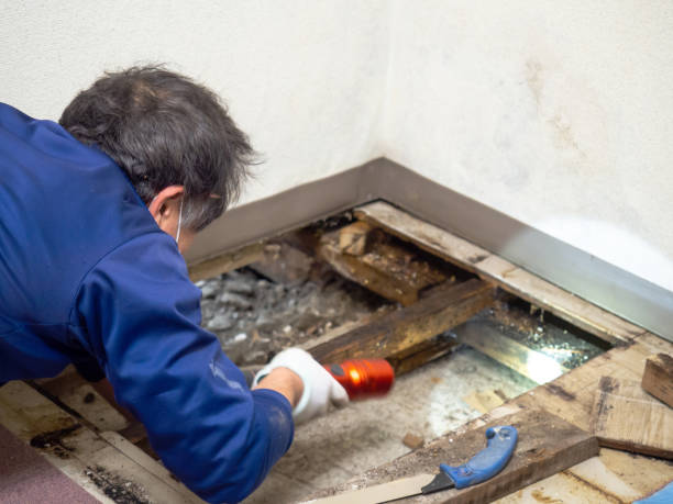 Best Localized Mold Remediation (e.g., coastal areas, humid climates) in Quincy, IL