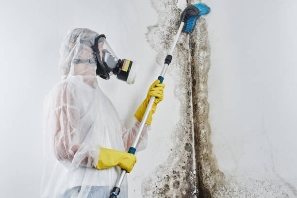  Quincy, IL Mold Removal Pros