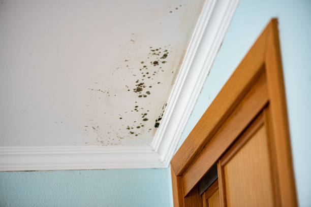Best Residential Mold Remediation in Quincy, IL