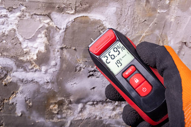 Best Post-Flood Mold Remediation in Quincy, IL