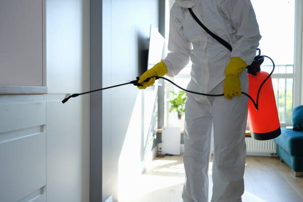 Best Residential Mold Remediation in Quincy, IL