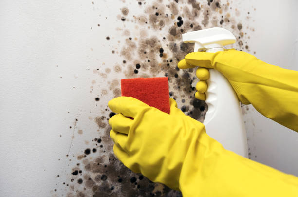 Best Bathroom Mold Remediation in Quincy, IL