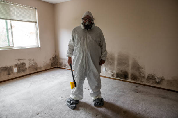 Best Emergency Mold Remediation in Quincy, IL