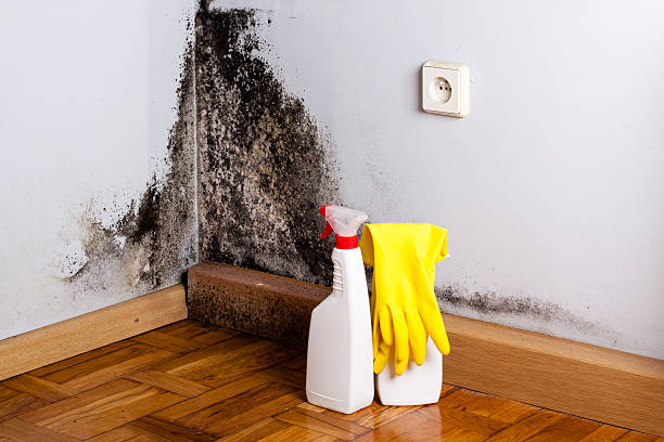 Best HVAC Mold Remediation in Quincy, IL