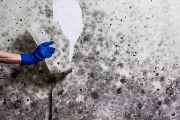 Trusted Quincy, IL Mold Remediation Experts