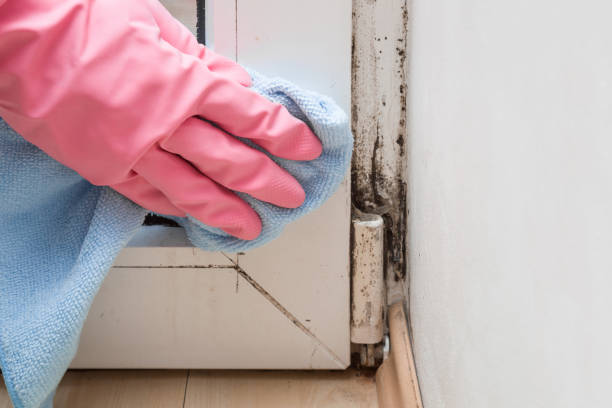 Best Mold Testing and Inspection Services in Quincy, IL