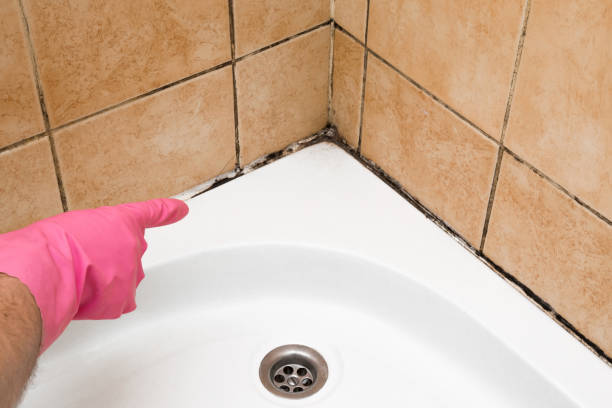 Best Insurance-Related Mold Remediation in Quincy, IL
